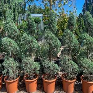 Cypruštek arizónsky (Cupressus arizonica) ´FASTIGIATA´(-13°C) - výška 150-160cm, kont.C30L - ŠPIRÁLA